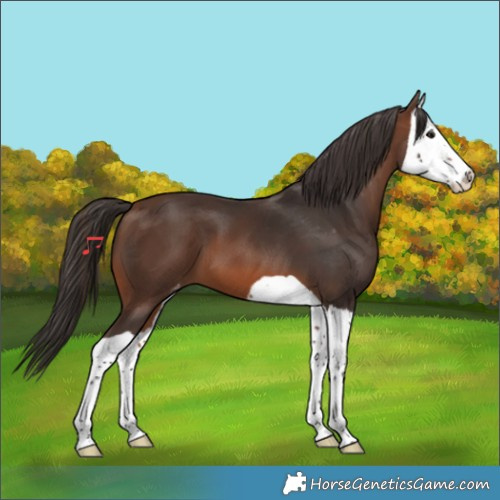 Horse Color:Brown Splash Skewed Appaloosa 