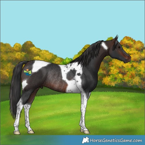 Horse Color:Brown Tobiano Rabicano 