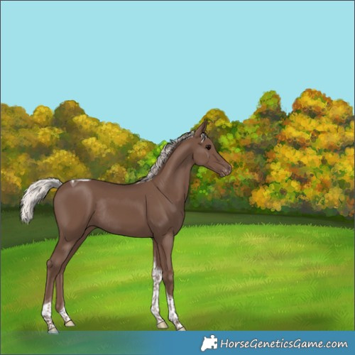 Horse Color:Silver Black Tobiano Skewed Appaloosa Rabicano 