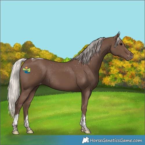 Horse Color:Silver Black Tobiano Skewed Appaloosa Rabicano 