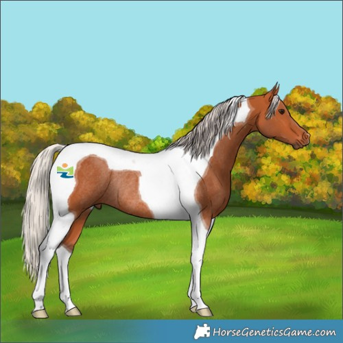 Horse Color:Silver Bay Tobiano Rabicano 