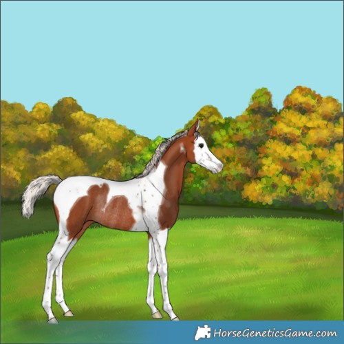 Horse Color:Silver Bay Splash Tobiano Skewed Appaloosa Rabicano 