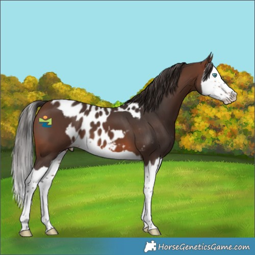 Horse Color:Brown Splash Skewed Appaloosa 