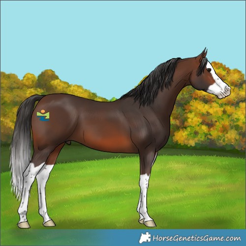 Horse Color:Brown Splash 