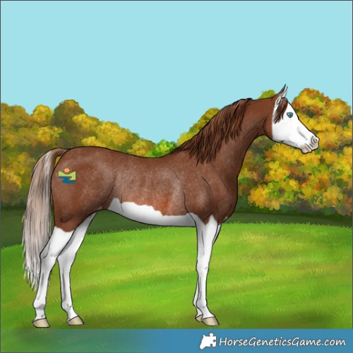 Horse Color:Chestnut Splash Skewed Appaloosa Rabicano 