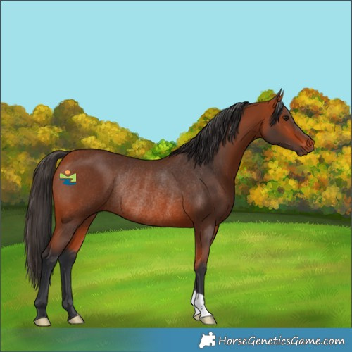 Horse Color:Bay Rabicano 