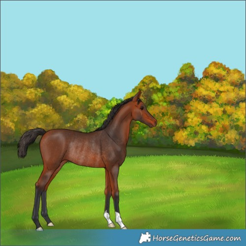 Horse Color:Bay Rabicano 