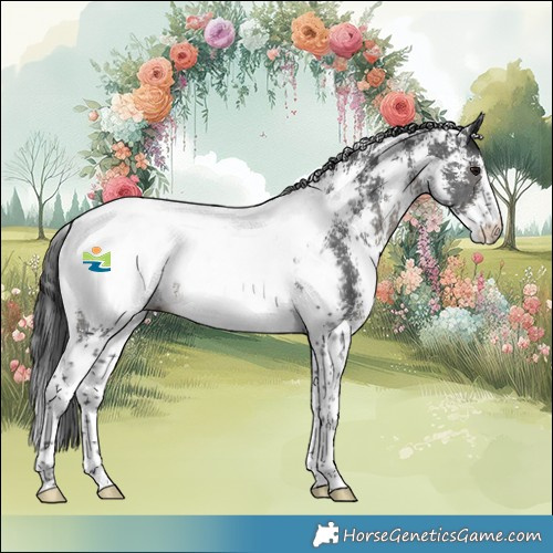 Horse Color:Black Sabino Appaloosa 
