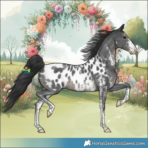 Horse Color:Black Sabino Appaloosa 