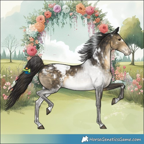 Horse Color:White Spotted Buckskin Appaloosa 