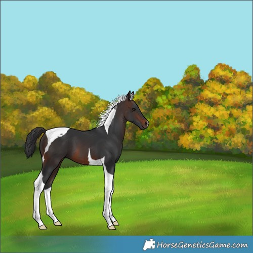 Horse Color:Brown Tobiano 