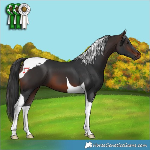 Horse Color:Brown Tobiano 