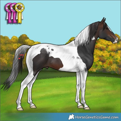 Horse Color:Brown Tobiano