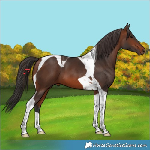 Horse Color:Brown Tobiano 