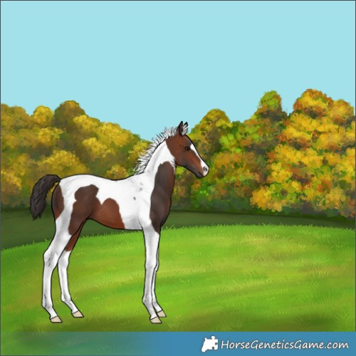 Horse Color:Brown Tobiano 