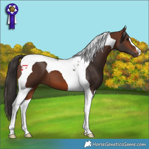Horse Color:Brown Tobiano 