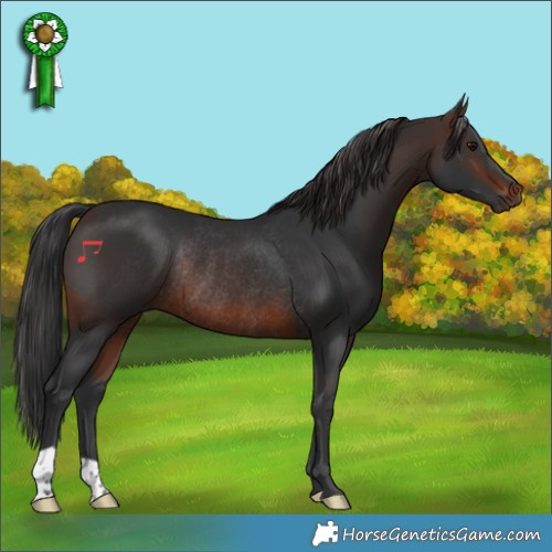 Horse Color:Brown Rabicano