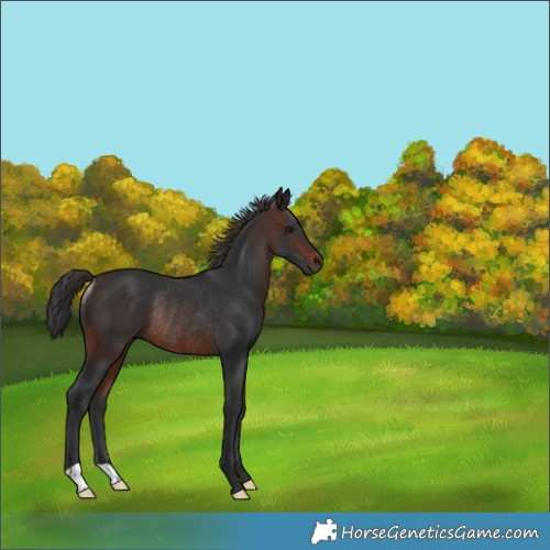 Horse Color:Brown Rabicano 