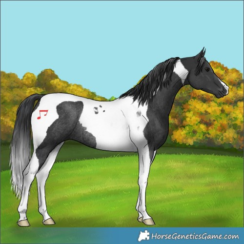 Horse Color:Black Tobiano Rabicano 