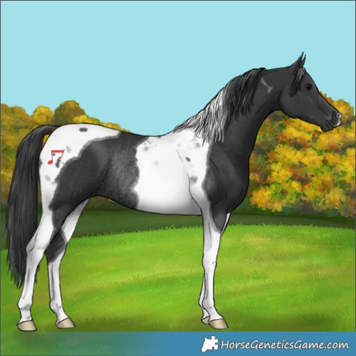 Horse Color:Black Tobiano Rabicano