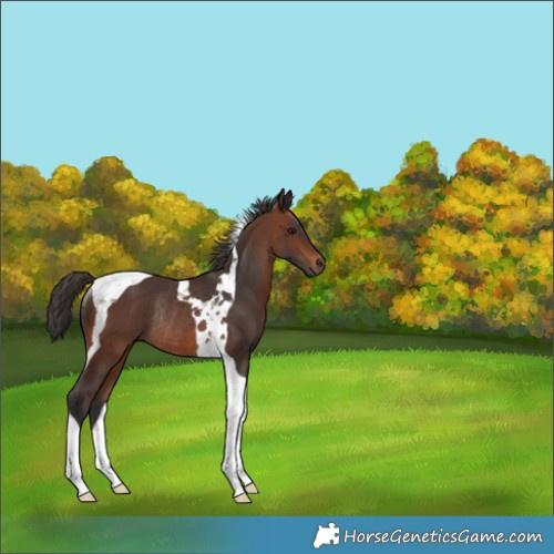 Horse Color:Brown Tobiano Rabicano 