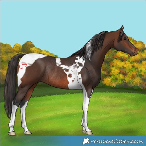 Horse Color:Brown Tobiano Rabicano 