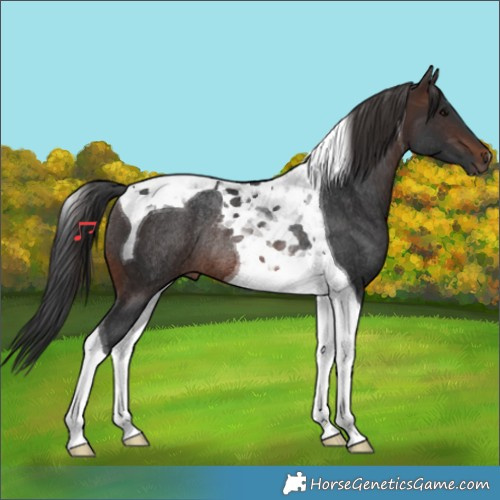 Horse Color:Brown Tobiano Rabicano