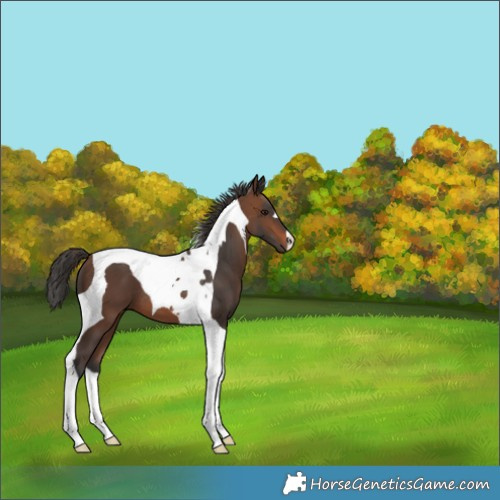 Horse Color:Brown Tobiano 