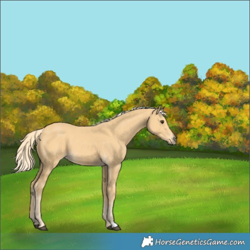 Horse Color:Palomino 
