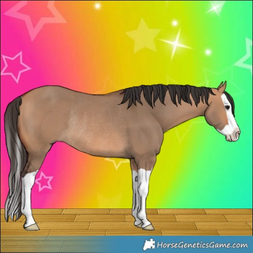 Horse Color:Bay Dun Splash Rabicano 