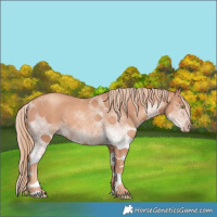 Horse Color:White Spotted Gold Champagne 
