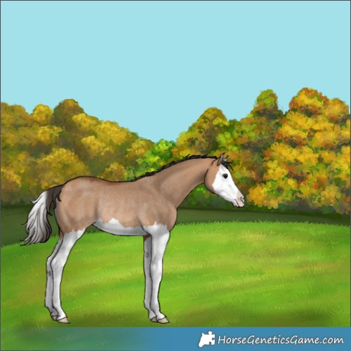 Horse Color:Bay Dun Splash Rabicano 
