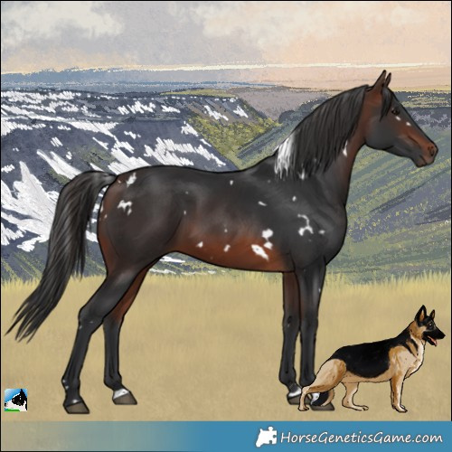 Horse Color:White Spotted Brown 