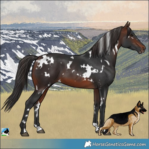 Horse Color:White Spotted Brown 