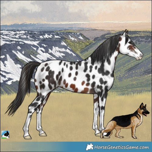 Horse Color:Brown Sabino Appaloosa