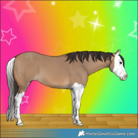 Horse Color:Bay Dun Splash