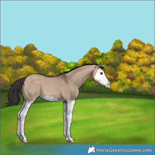 Horse Color:Brown Dun Splash 