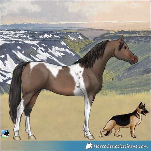 Horse Color:Brown Dun Tobiano