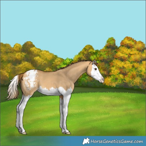 Horse Color:Buckskin Dun Splash Appaloosa 