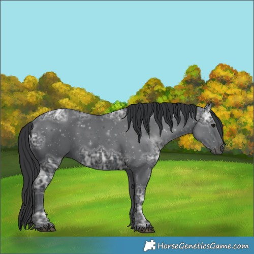Horse Color:Black Ice