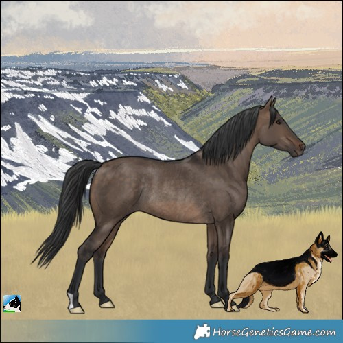 Horse Color:Brown Dun Rabicano 