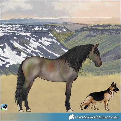 Horse Color:Brown Dun Rabicano 