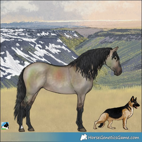 Horse Color:Brown Dun Rabicano 