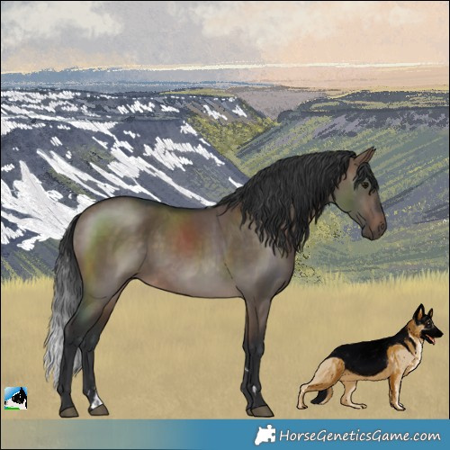 Horse Color:Brown Dun Rabicano 