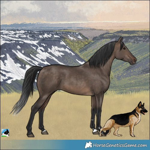 Horse Color:Brown Dun Rabicano 