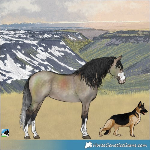 Horse Color:Brown Dun Rabicano 