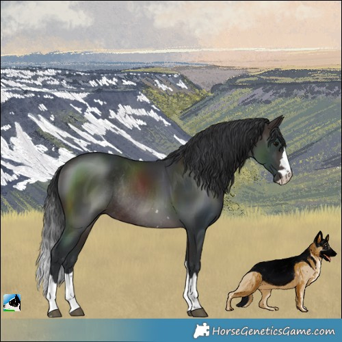 Horse Color:Brown Rabicano 