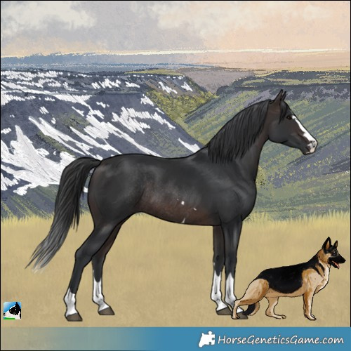 Horse Color:Brown Rabicano 