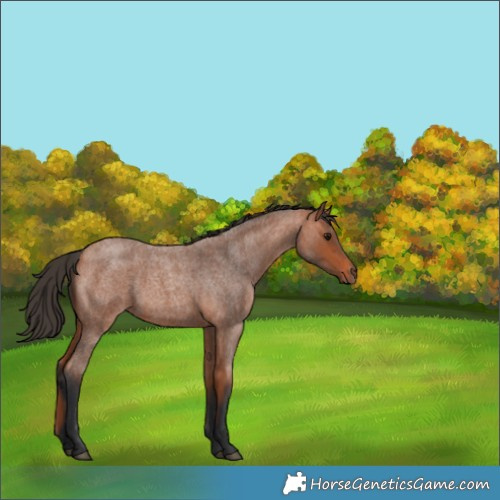Horse Color:Bay Roan 