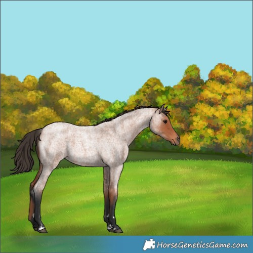 Horse Color:Bay Roan 
